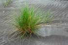Grass pattern-Bandon-Oregon Art Print
